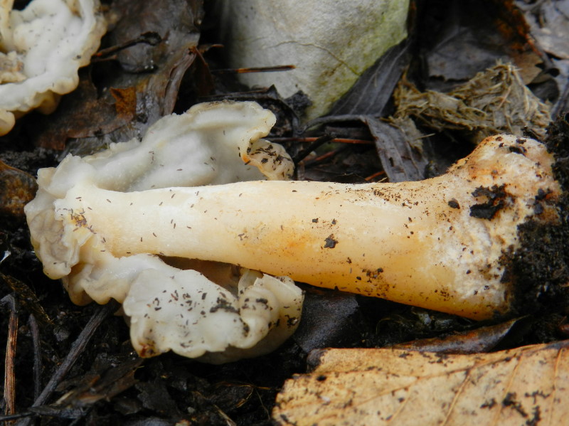 Tra una goccia e l''altra